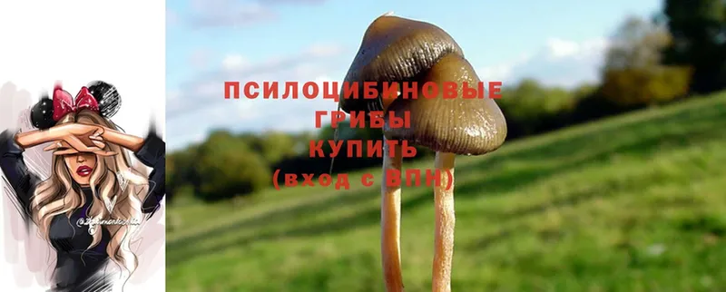 Галлюциногенные грибы Psilocybe  Видное 